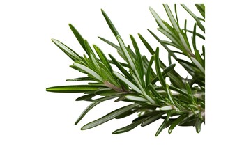 Fototapeta premium rosemary isolated on transparent background