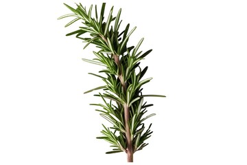 Fototapeta premium rosemary isolated on transparent background