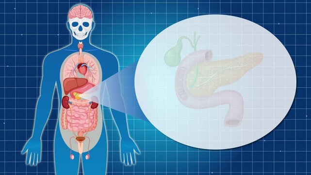 Human Anatomy Animation: Focus on the Pancreas
