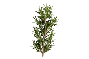 Obraz premium rosemary isolated on transparent background