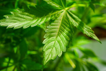 Leaf of a marijuana plant is shown in a green color