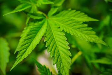 Leafy green plant with a stem and a leaf