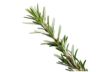 Fototapeta premium rosemary isolated on transparent background