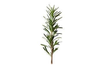 rosemary isolated on transparent background