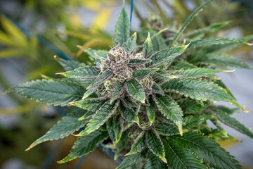 Marijuana plant with a large bud on top