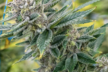 Marijuana plant with a lot of buds and leaves