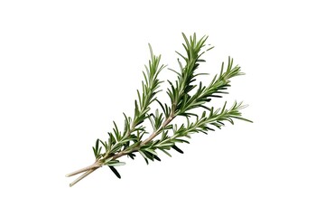 rosemary isolated on transparent background