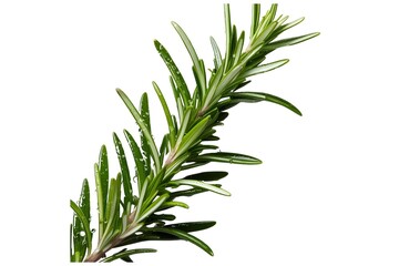 Fototapeta premium rosemary isolated on transparent background