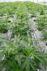Row of marijuana plants are growing in a greenhouse