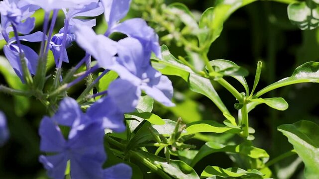 Purple Flowers in Sunlit Garden