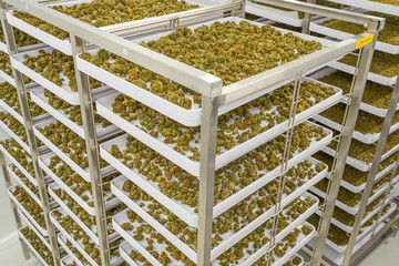 Large stack of white trays with green marijuana on them