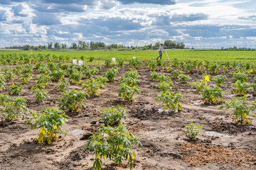 Man is walking through a field of plants