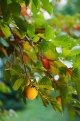 Yellow persimmon grows among green foliage on a tree branch