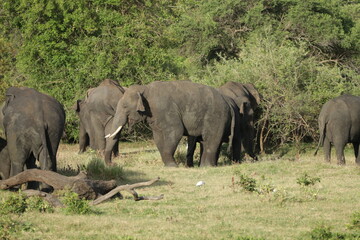 Sri Lankan Elephants and Tuskers in Kalawewa, Sri Lanka