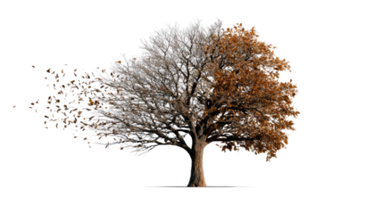 Seasons of Change: Captivating image of a tree, where one half displays vibrant autumnal foliage while the other reveals bare branches with falling leaves.
