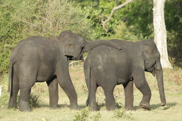 Sri Lankan Elephants and Tuskers in Kalawewa, Sri Lanka