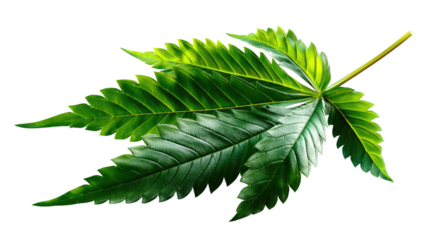 Cannabis Leaf: A vibrant green cannabis leaf with its characteristic serrated edges and delicate veins, captured in a close-up shot, stands as a symbol of nature's bounty.