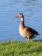 Obraz premium Verfolger - Ente