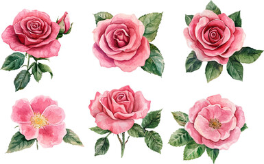 seamless pattern with roses