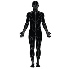 Human anatomy silhouette. This image shows a detailed outline of the human muscular system, emphasizing body structure and anatomical design. Vector clipart black illustration design.