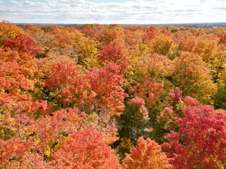 General view of the canopy of a hardwood forest in the flamboyant colors of a Indian summer - Vue...