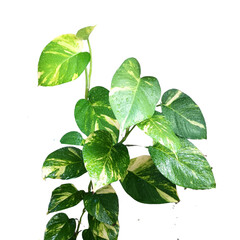 Photograph of green leaves with variegated patterns, a beautiful nature decoration.