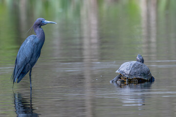 Little blue heron standing in a shallow pond next to a turtle perched on a broken stump.