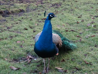 Fototapeta premium peacock in the garden