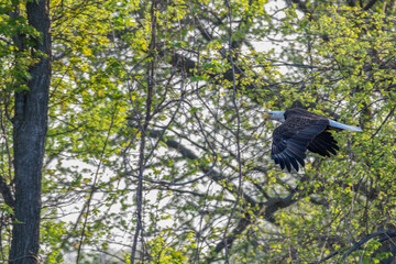 American bald eagle in flight against green tree leaves.
