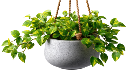 Golden Pothos Hanging Planter: Lush, variegated green and gold pothos plant cascading from a gray ceramic pot, suspended by a natural rope.