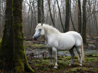 Obraz premium white horse in the field
