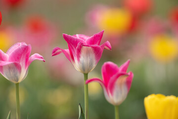 튤립꽃밭에서