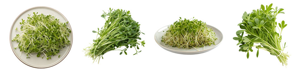 Alfalfa on transparent background.