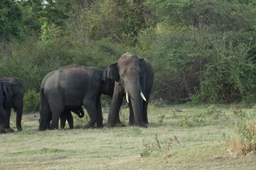 Fototapeta premium Sri Lankan Elephants and Tuskers in Kalawewa, Sri Lanka 