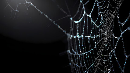 Naklejka premium Black Background with Illuminated Spider Web and Dew