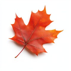 Obraz premium Autumn Maple Leaf Close-up