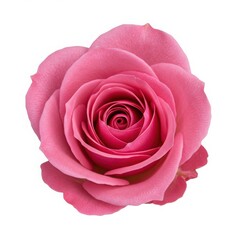 A close up view of a single pink rose with visible petals on a plain white isolated background scene