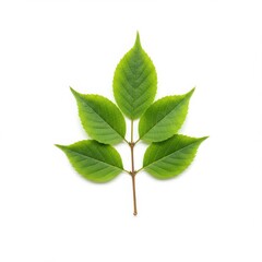 Obraz premium Isolated image of a vibrant green compound leaf with five leaflets on a white background studio shot
