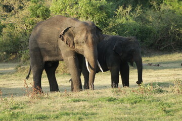 Fototapeta premium Sri Lankan Elephants and Tuskers in Kalawewa, Sri Lanka 