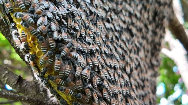 Honeycomb close up in the garden
