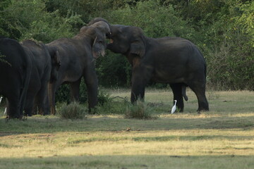 Fototapeta premium Sri Lankan Elephants and Tuskers in Kalawewa, Sri Lanka 
