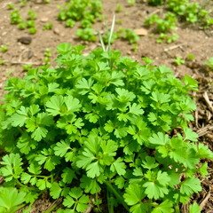 Health benefits of coriander. 
Coriander is loaded with antioxidants, vitamin-A, vitamin-C and minerals.
Many coriander on field.