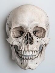 Obraz premium Realistic Cracked Pirate Skull Artwork for Halloween or Nautical Themed Decorations