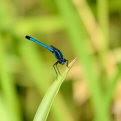 Banded demoiselle