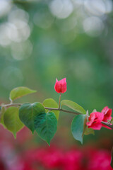 pink rose on a green background