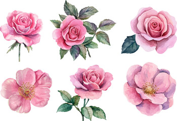 Naklejka premium set of pink roses isolated on white