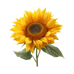 Obraz premium Sunflower Head Bloom with yellow petals and dark middle Isolated Transparent Background