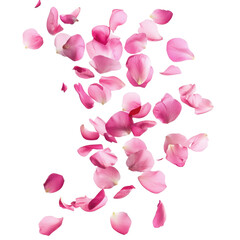 A collection of pink rose petals falling down in a scattered pattern on a transparent background space
