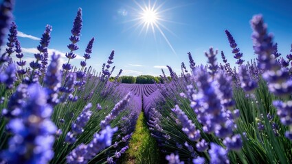 Naklejka premium Lavender Field Blooming under Bright Sun with Blue Sky Overhead