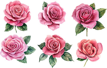 set of roses isolated on white